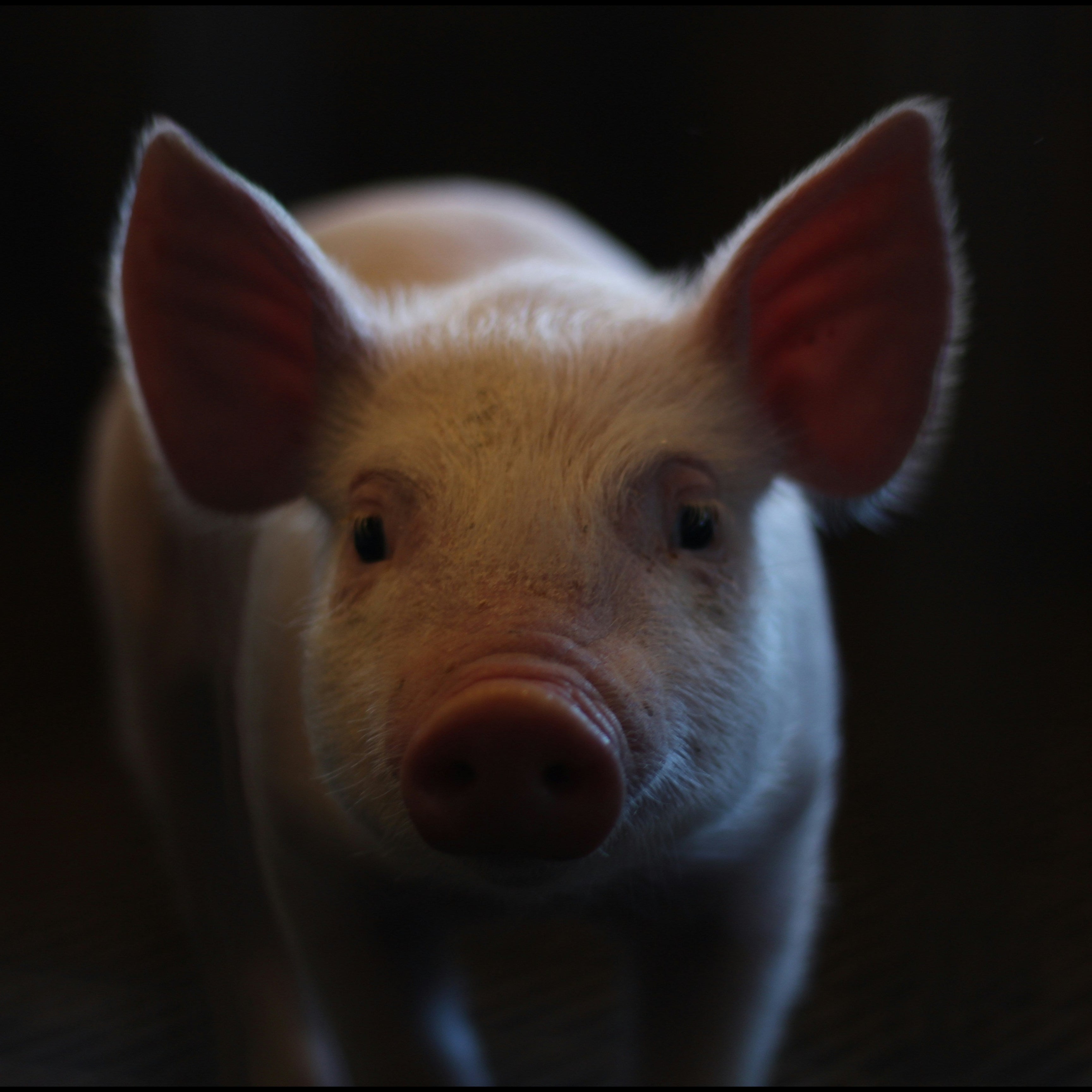 Piglet looking directly at the camera with a dark background
